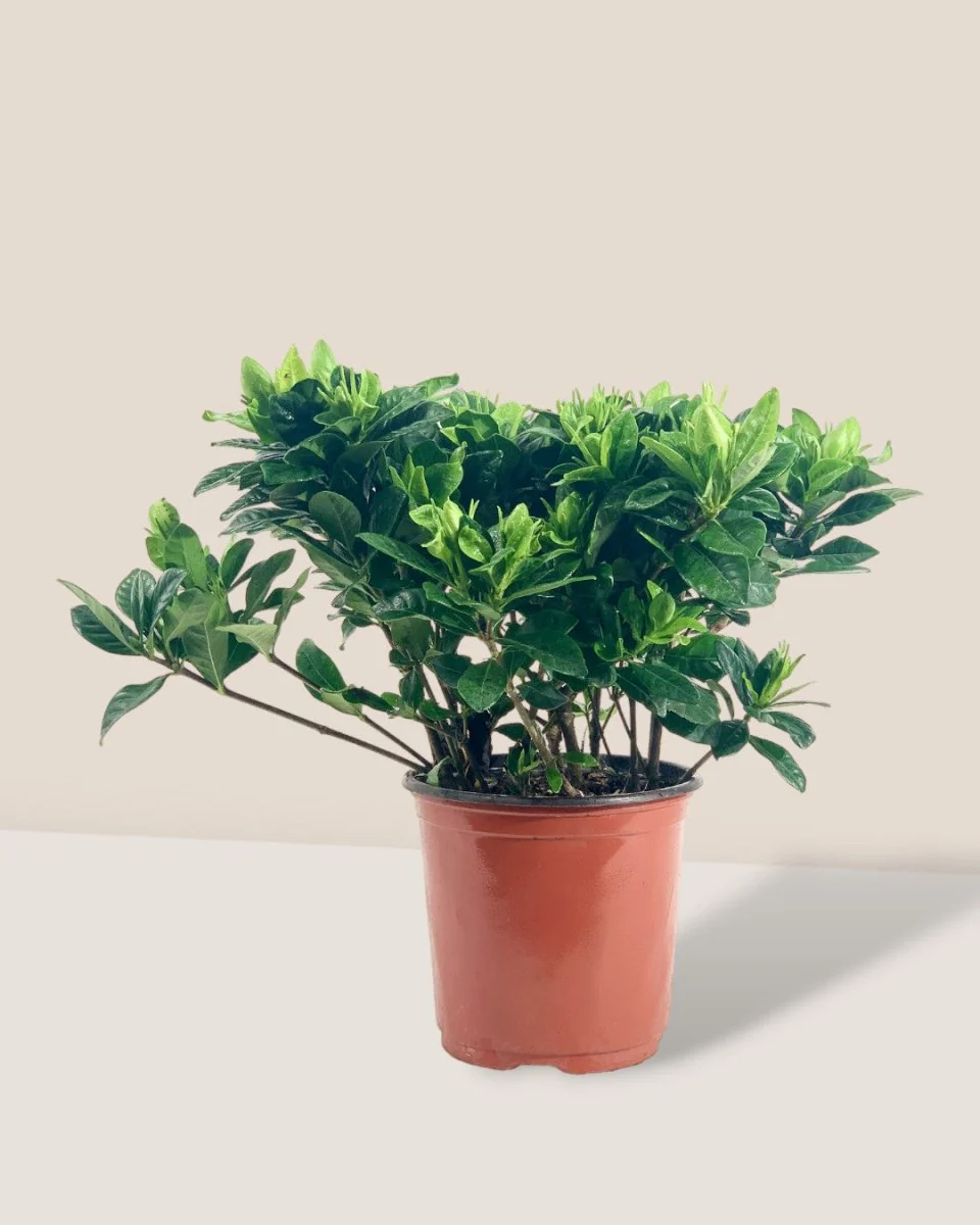 Dwarf Gardenia Jasminoides - Image 3