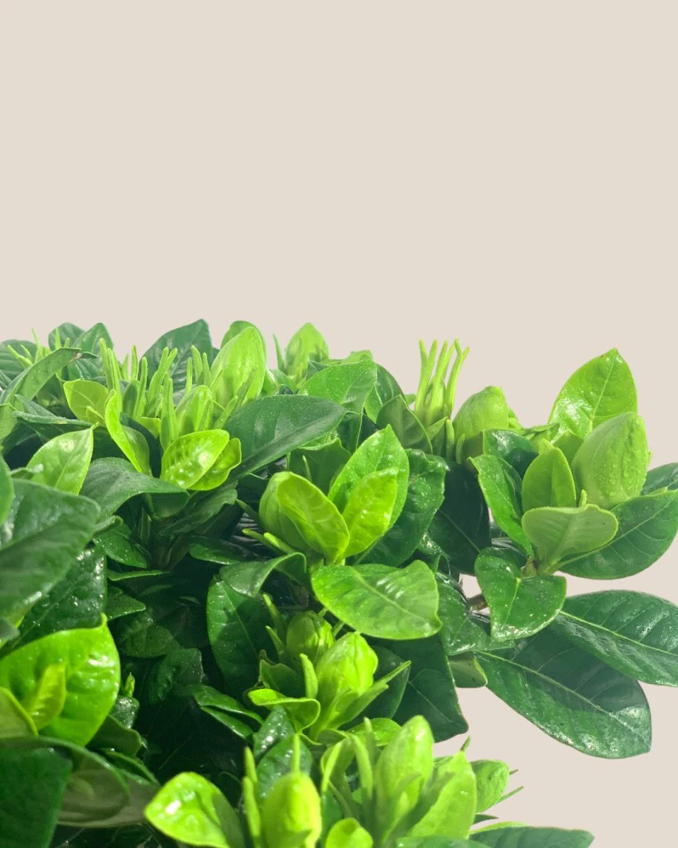 Dwarf Gardenia Jasminoides - Image 4