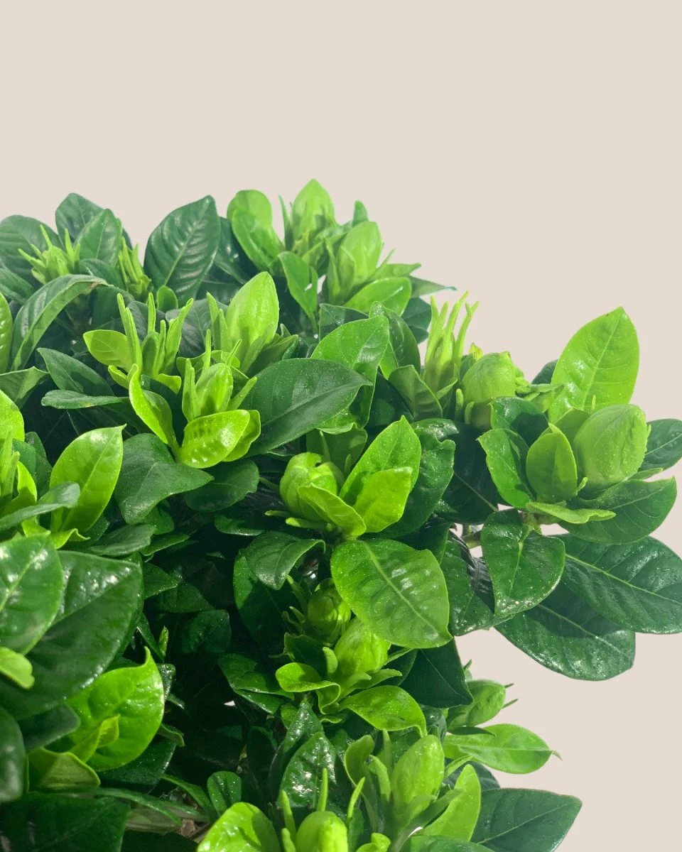 Dwarf Gardenia Jasminoides - Image 5