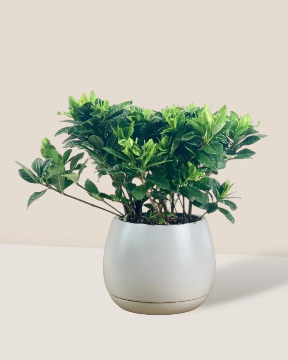 Dwarf Gardenia Jasminoides - Image 6