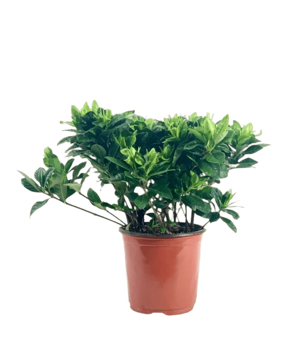 Dwarf Gardenia Jasminoides - Image 7