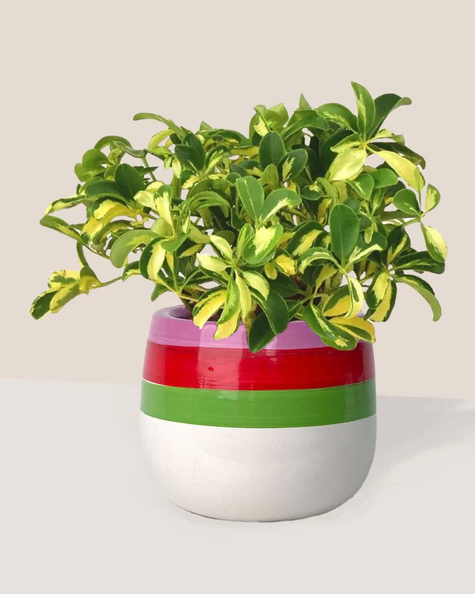 Variegated Dwarf Umbrella Tree - Image 3