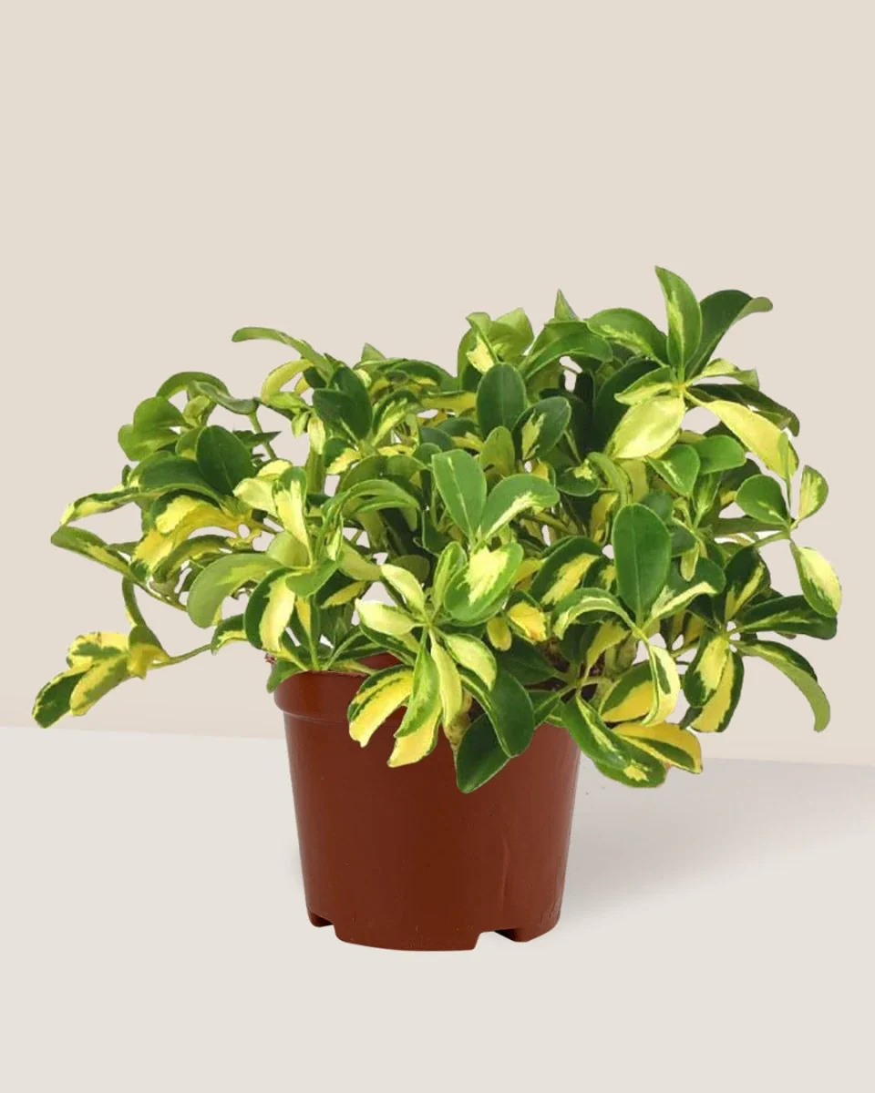 Variegated Dwarf Umbrella Tree - Image 4