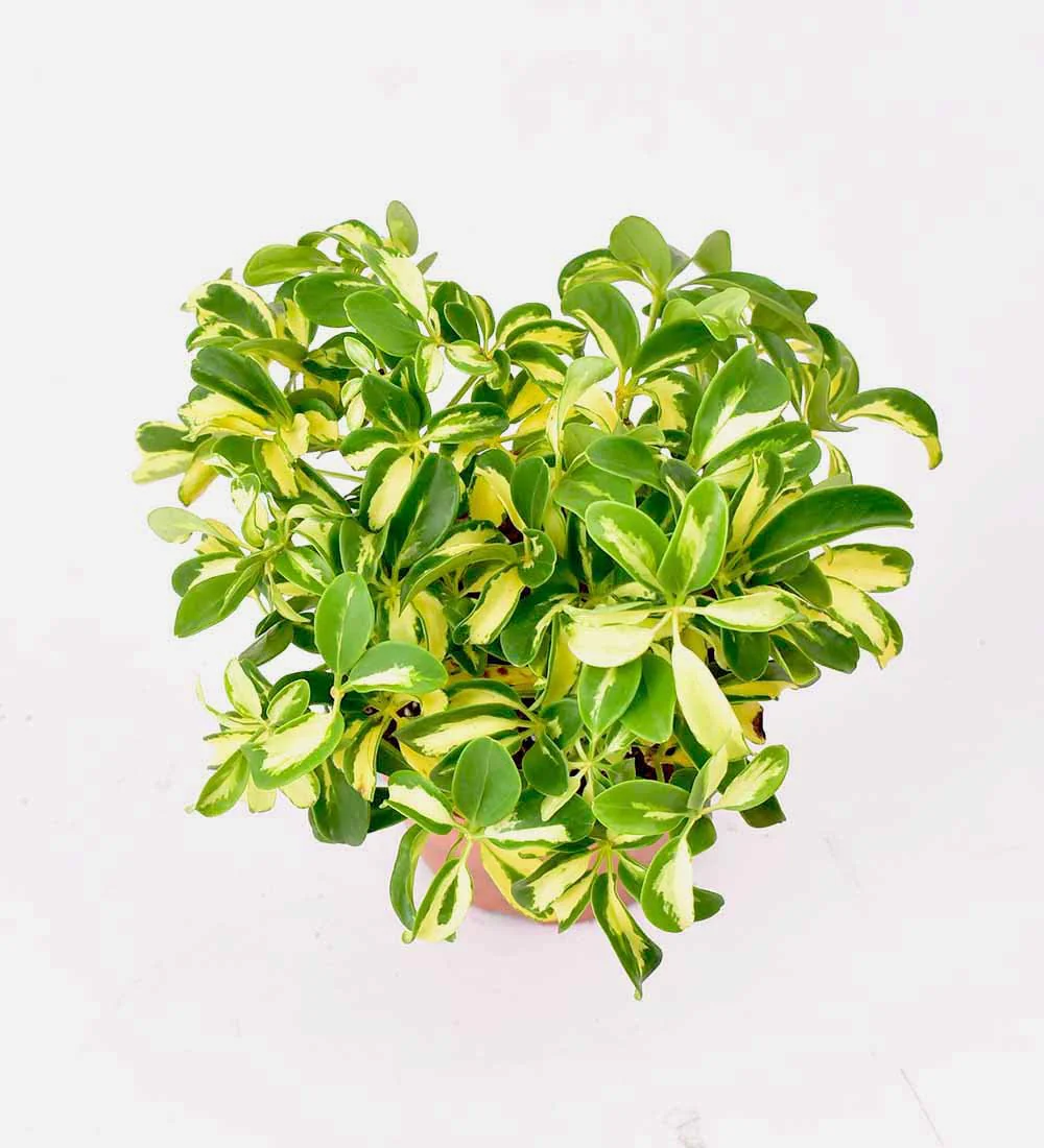 Variegated Dwarf Umbrella Tree - Image 5