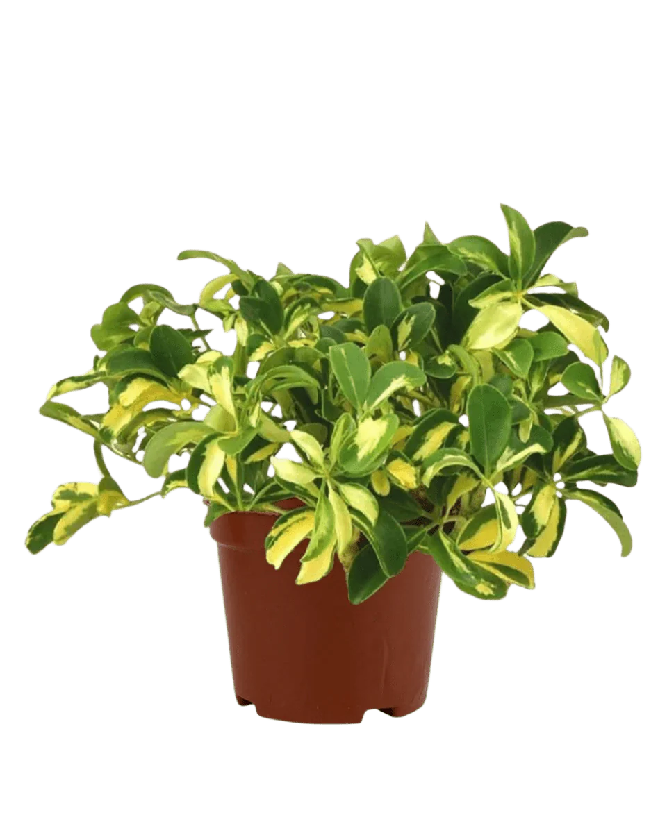 Variegated Dwarf Umbrella Tree - Image 6
