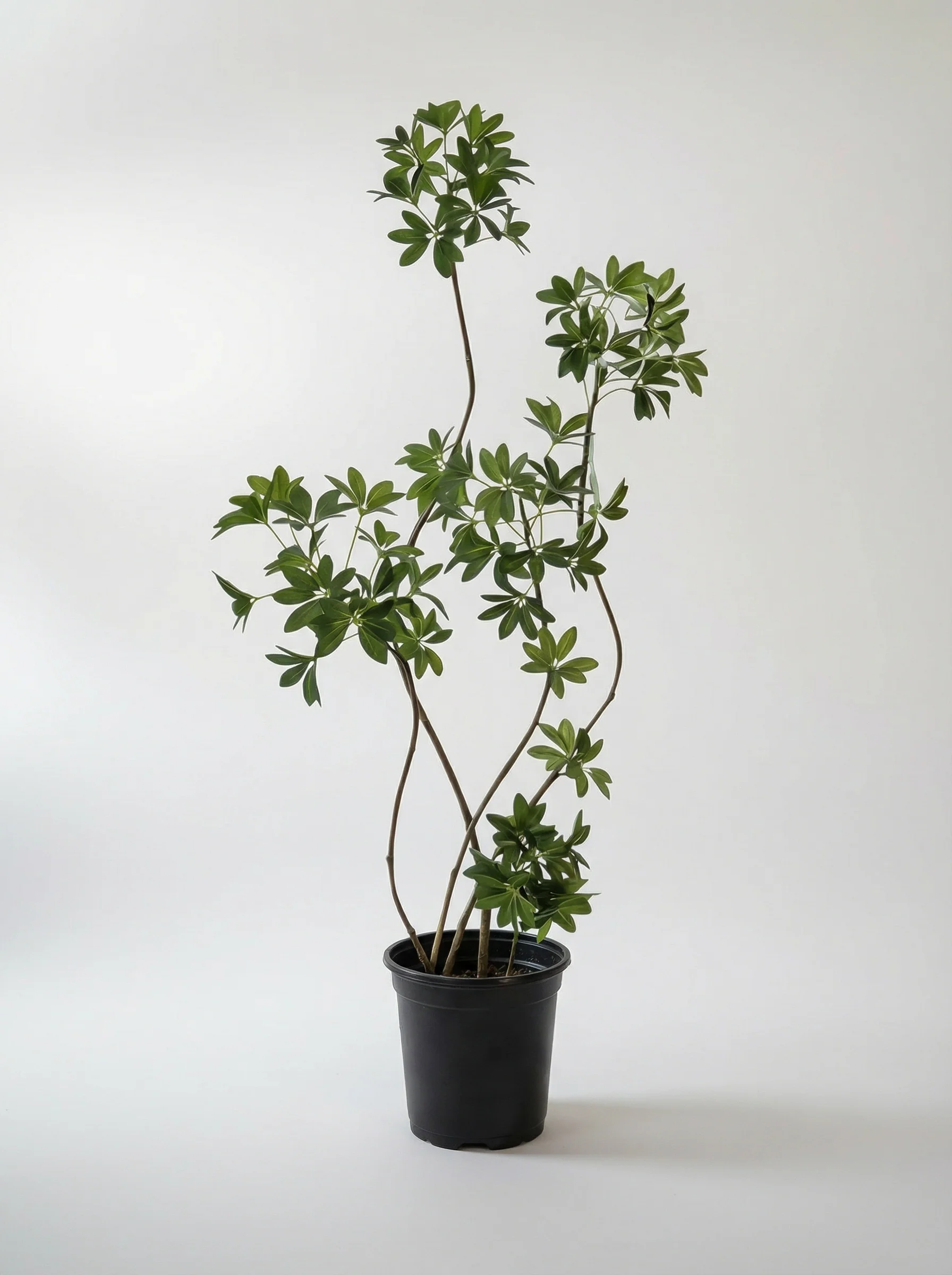 Dwarf Umbrella Tree (Life-like Artificial) - Image 14