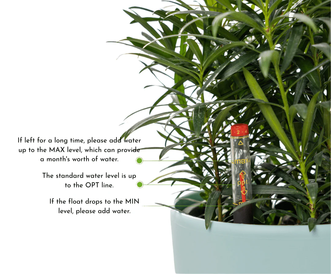 Egg Stoneblast - HydroEase Pot - Image 2