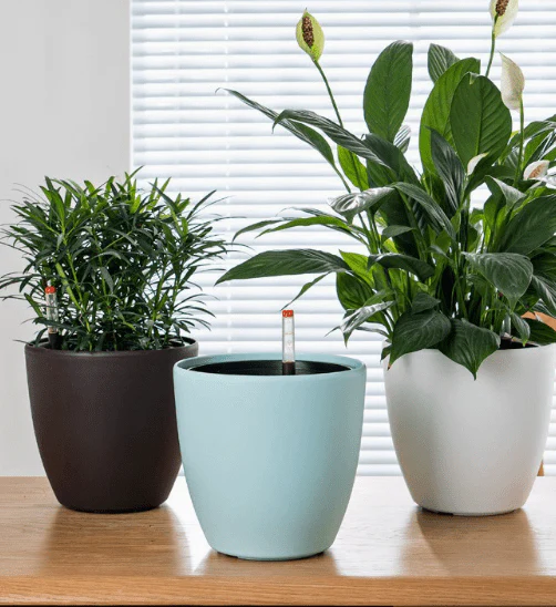 Egg Stoneblast - HydroEase Pot - Image 9