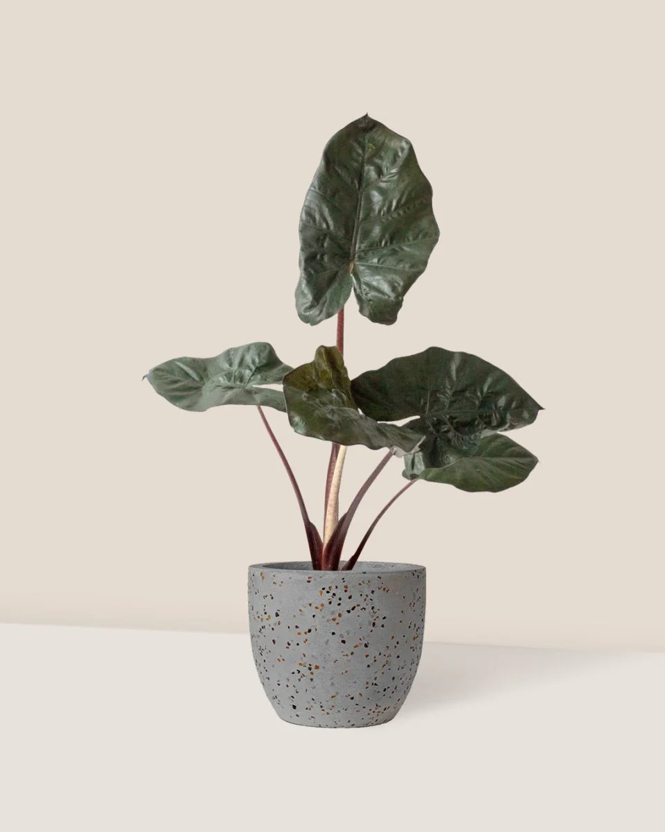 Alocasia 'Yucatan Princess' - Image 3