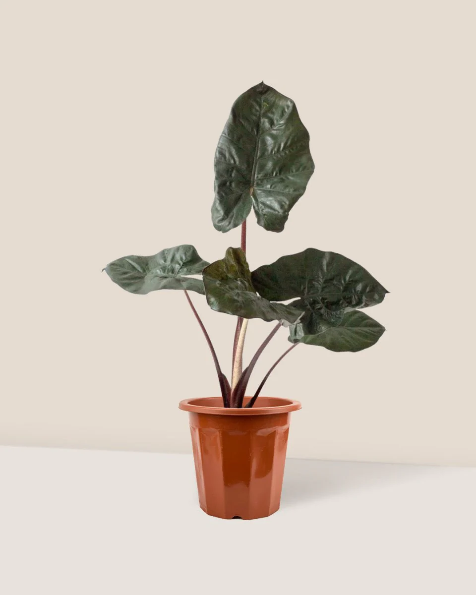 Alocasia 'Yucatan Princess' - Image 4