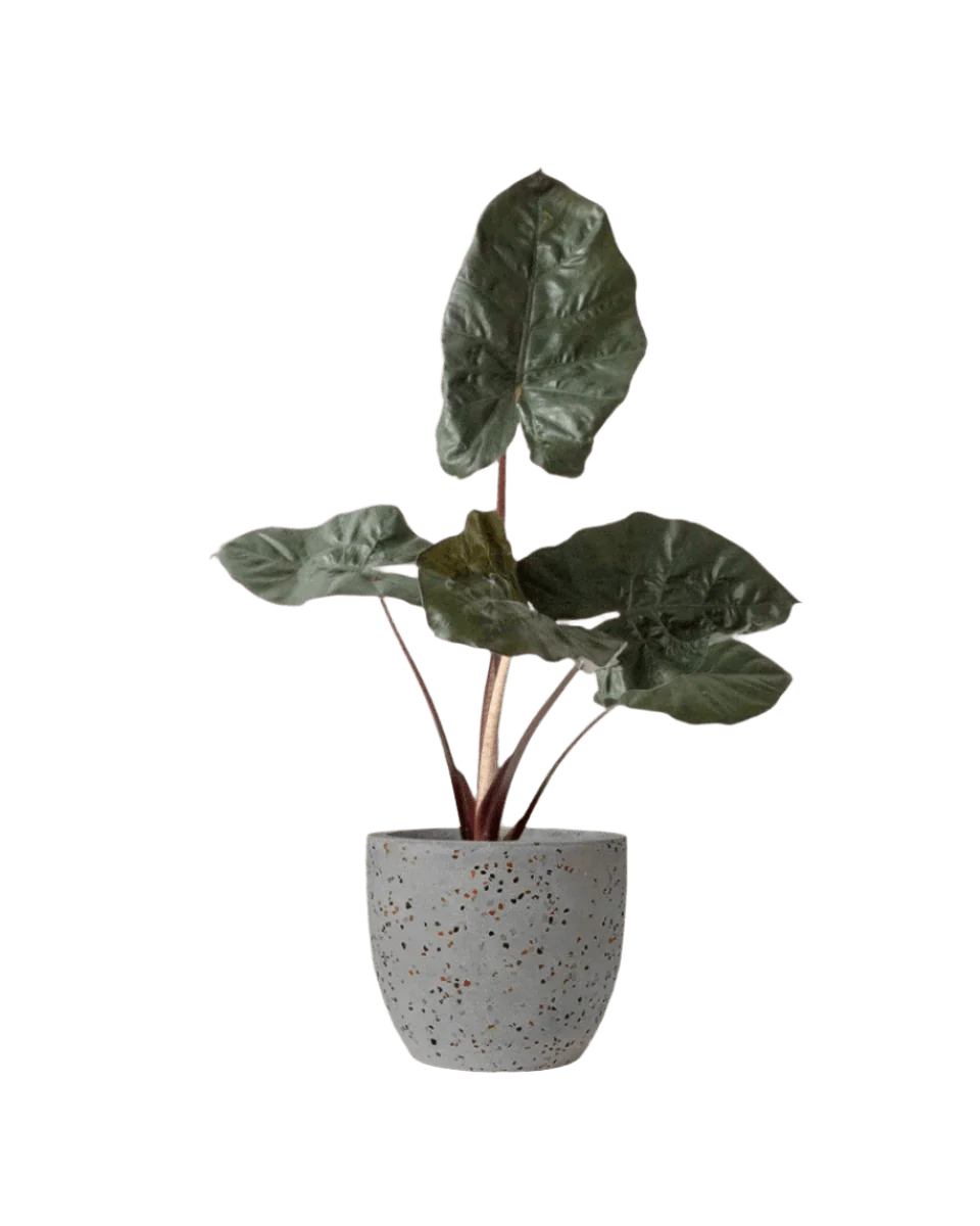 Alocasia 'Yucatan Princess' - Image 5