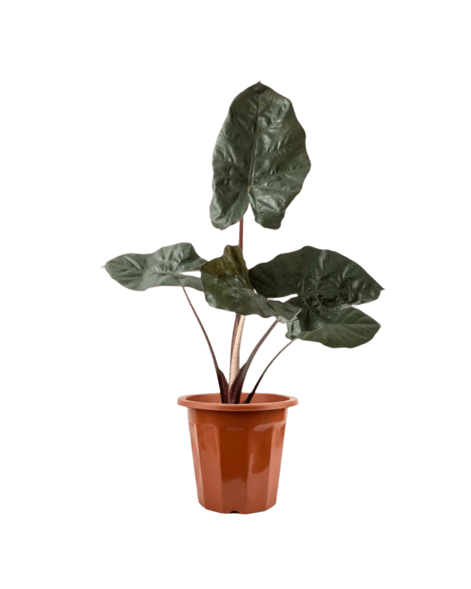 Alocasia 'Yucatan Princess' - Image 6