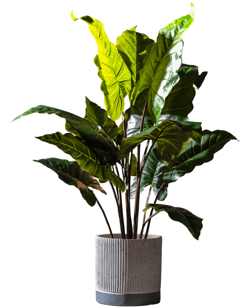 Elephant Ears Plant (Life-life Artificial) - Image 9