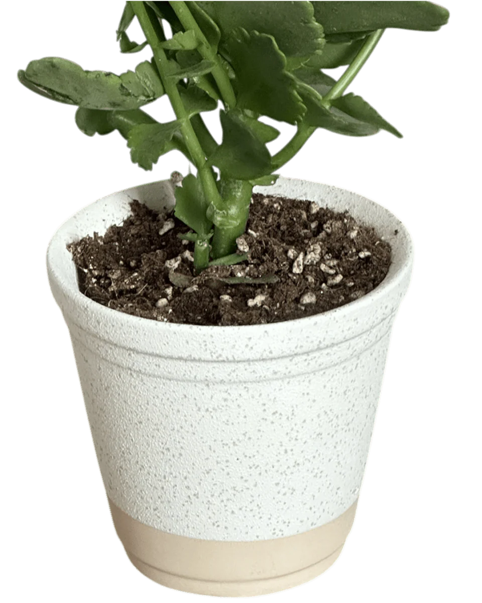 Elm Pot - Image 2