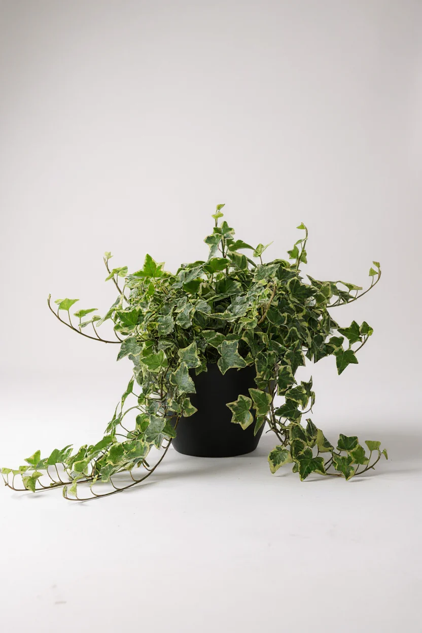 English Ivy Medium Plant - Image 6