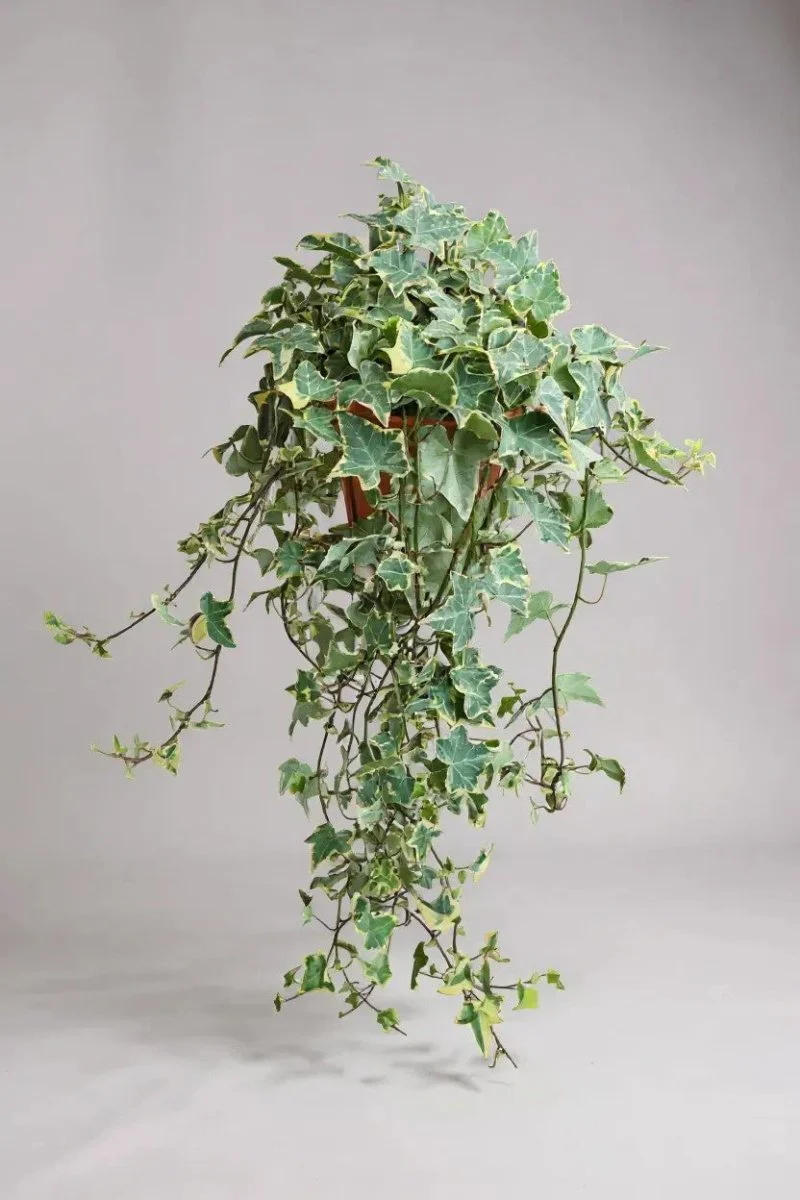 English Ivy Medium Plant - Image 7