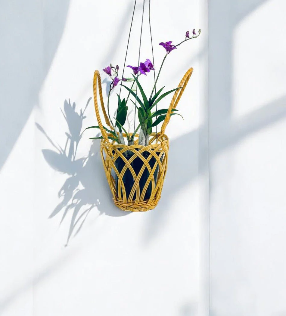 Epidendrum Orchid - Image 2