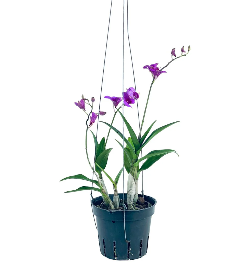 Epidendrum Orchid - Image 3