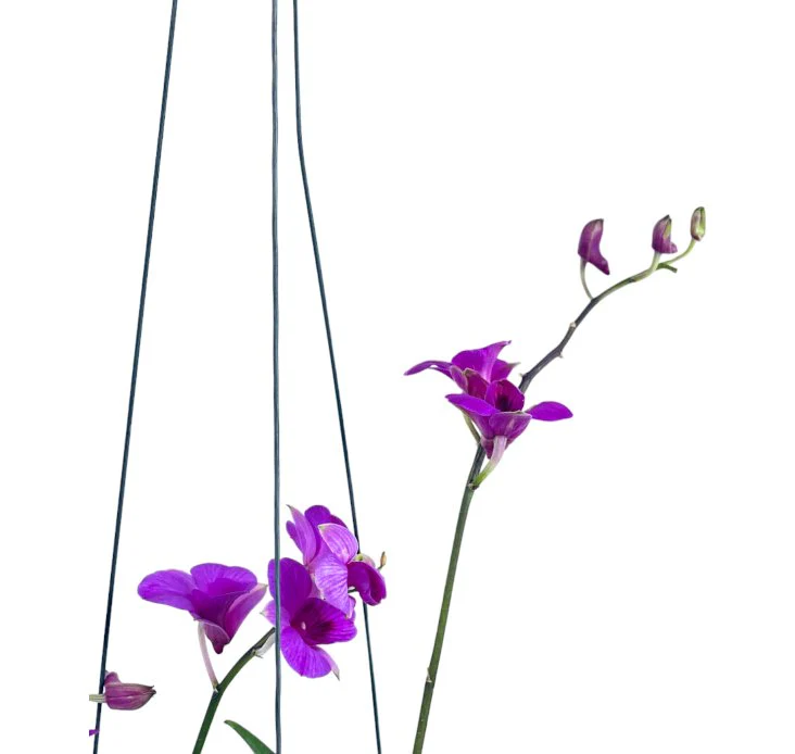 Epidendrum Orchid - Image 4