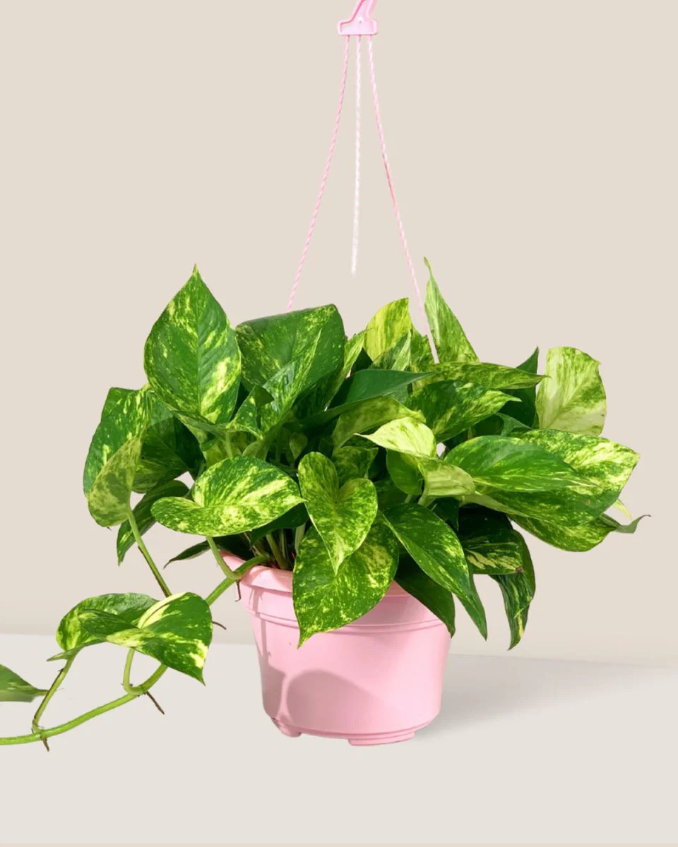 Epipremnum Aureum - Golden Pothos (Variegated) - Image 10