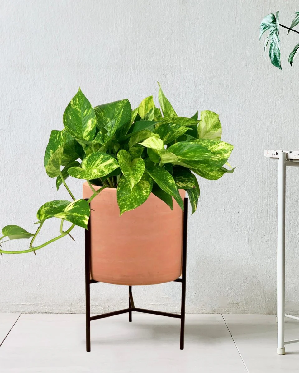Epipremnum Aureum - Golden Pothos (Variegated) - Image 11