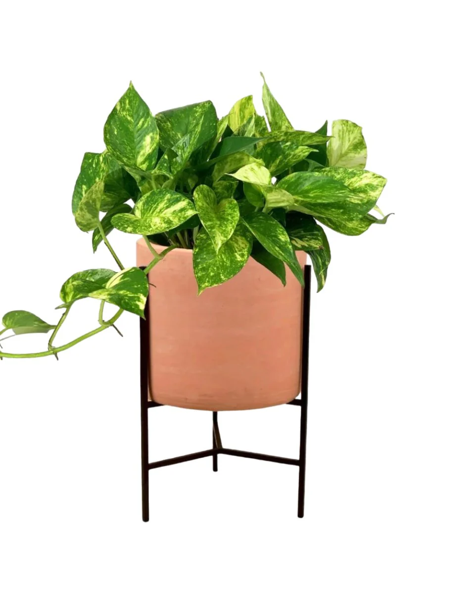Epipremnum Aureum - Golden Pothos (Variegated) - Image 12