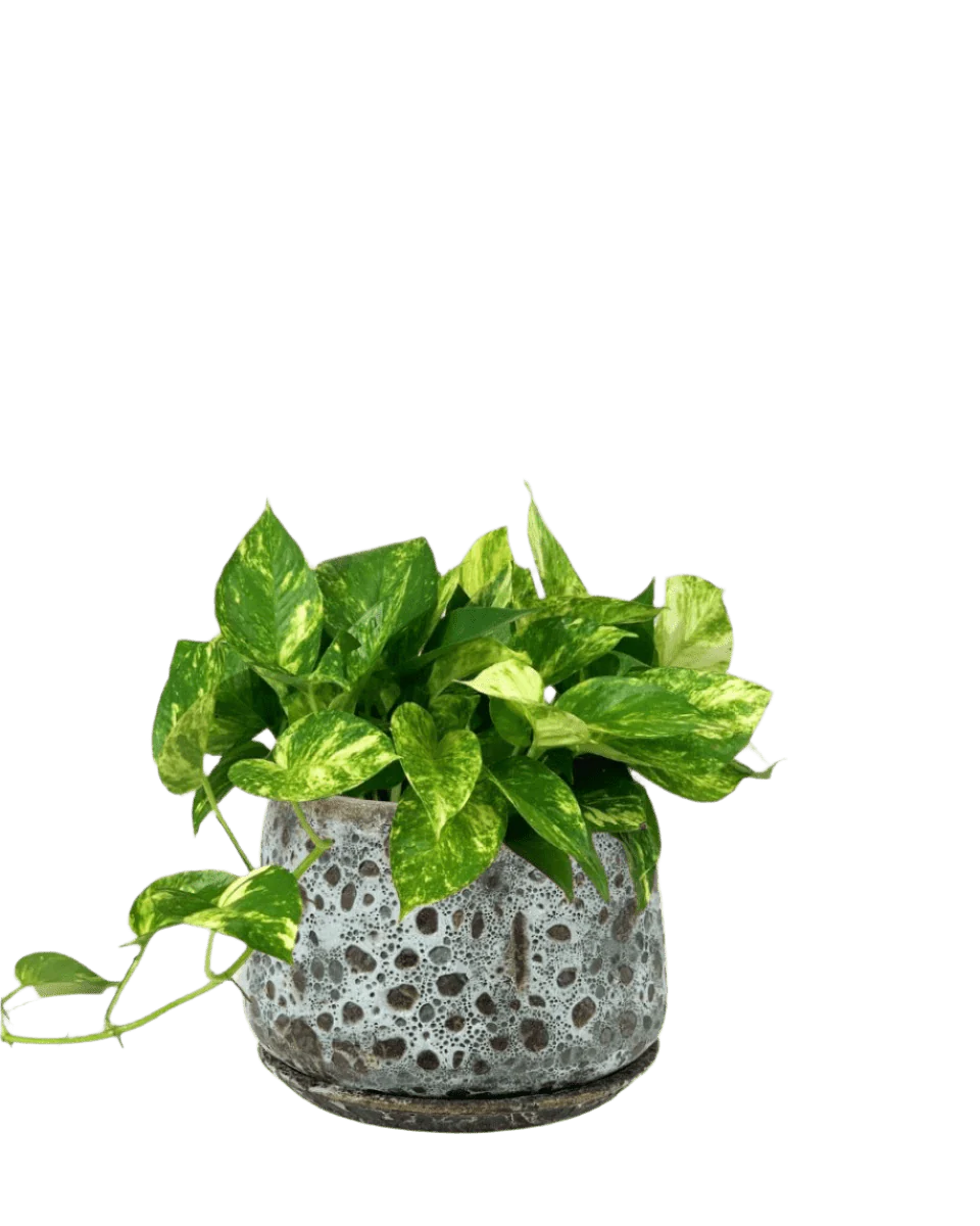 Epipremnum Aureum - Golden Pothos (Variegated) - Image 13
