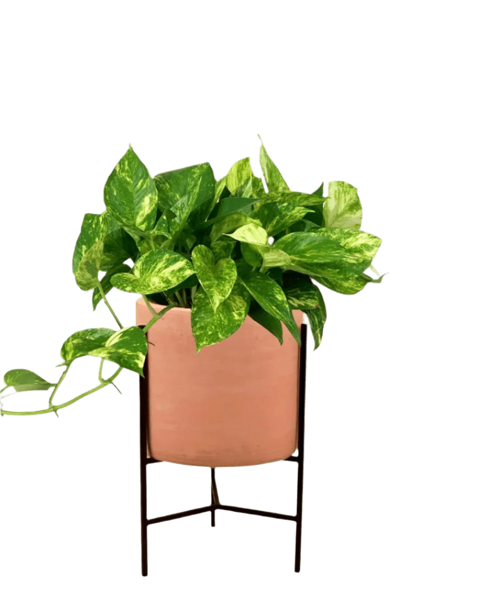 Epipremnum Aureum - Golden Pothos (Variegated) - Image 14