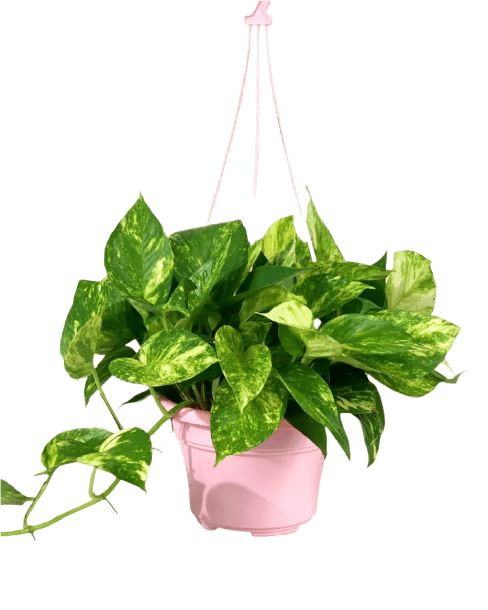 Epipremnum Aureum - Golden Pothos (Variegated) - Image 15