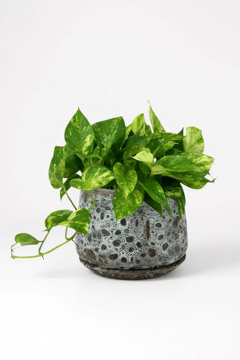 Epipremnum Aureum - Golden Pothos (Variegated) - Image 5