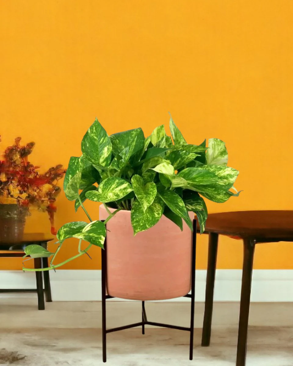 Epipremnum Aureum - Golden Pothos (Variegated) - Image 7