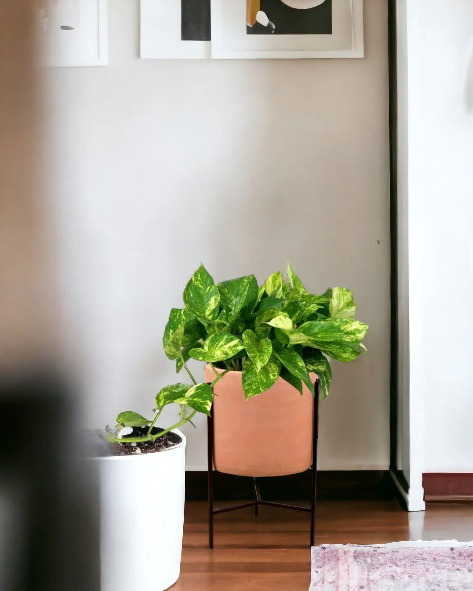 Epipremnum Aureum - Golden Pothos (Variegated) - Image 8