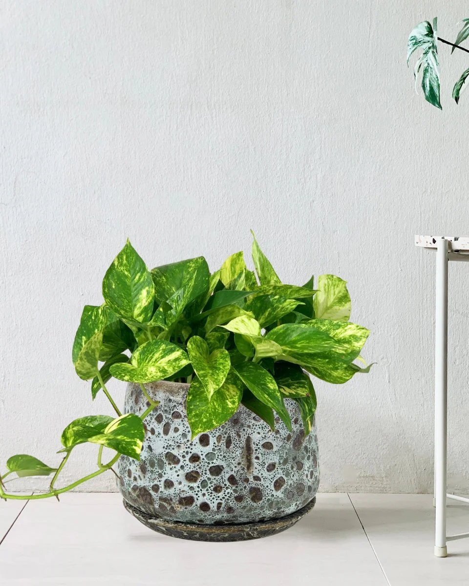 Epipremnum Aureum - Golden Pothos (Variegated) - Image 9