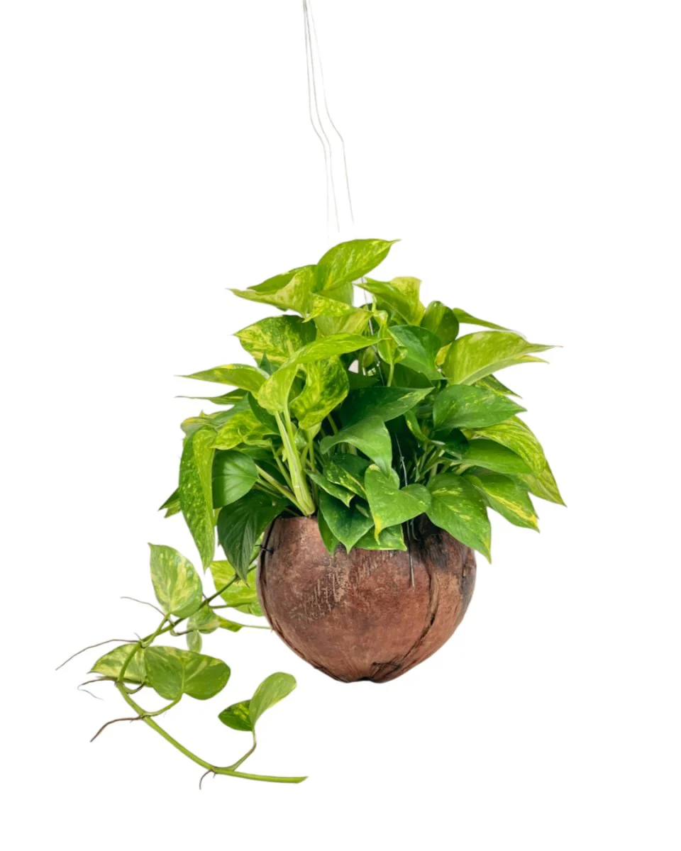 Epipremnum Aureum - Golden Pothos (Variegated) in Coco Husk - Image 10