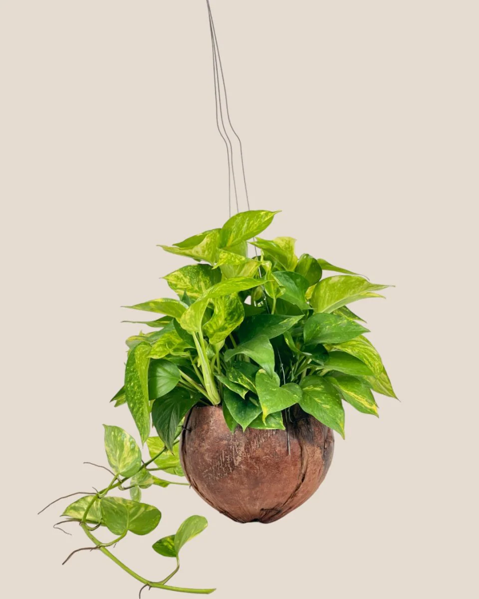 Epipremnum Aureum - Golden Pothos (Variegated) in Coco Husk - Image 11