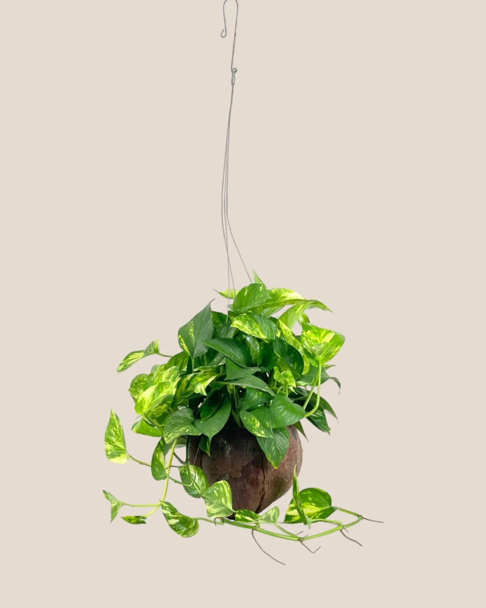 Epipremnum Aureum - Golden Pothos (Variegated) in Coco Husk - Image 12