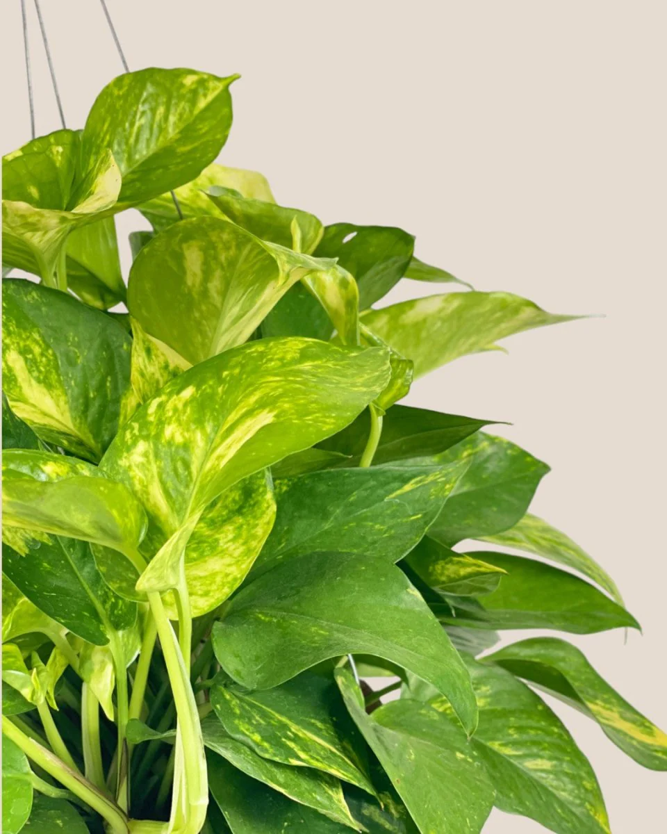 Epipremnum Aureum - Golden Pothos (Variegated) in Coco Husk - Image 8