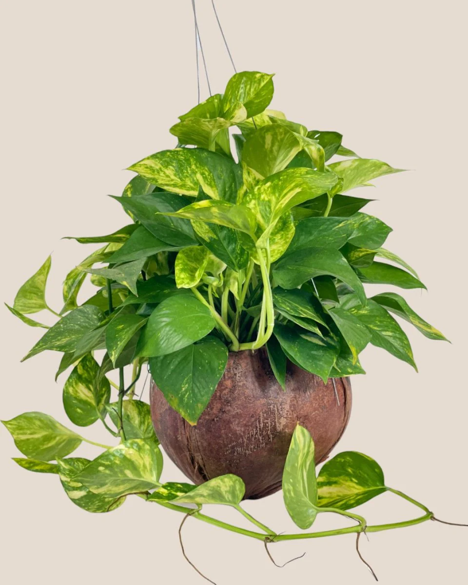 Epipremnum Aureum - Golden Pothos (Variegated) in Coco Husk - Image 9