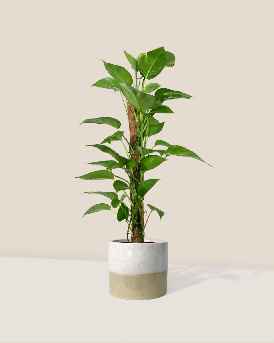 Epipremnum Aureum - Money Plant (Variegated) - Image 11