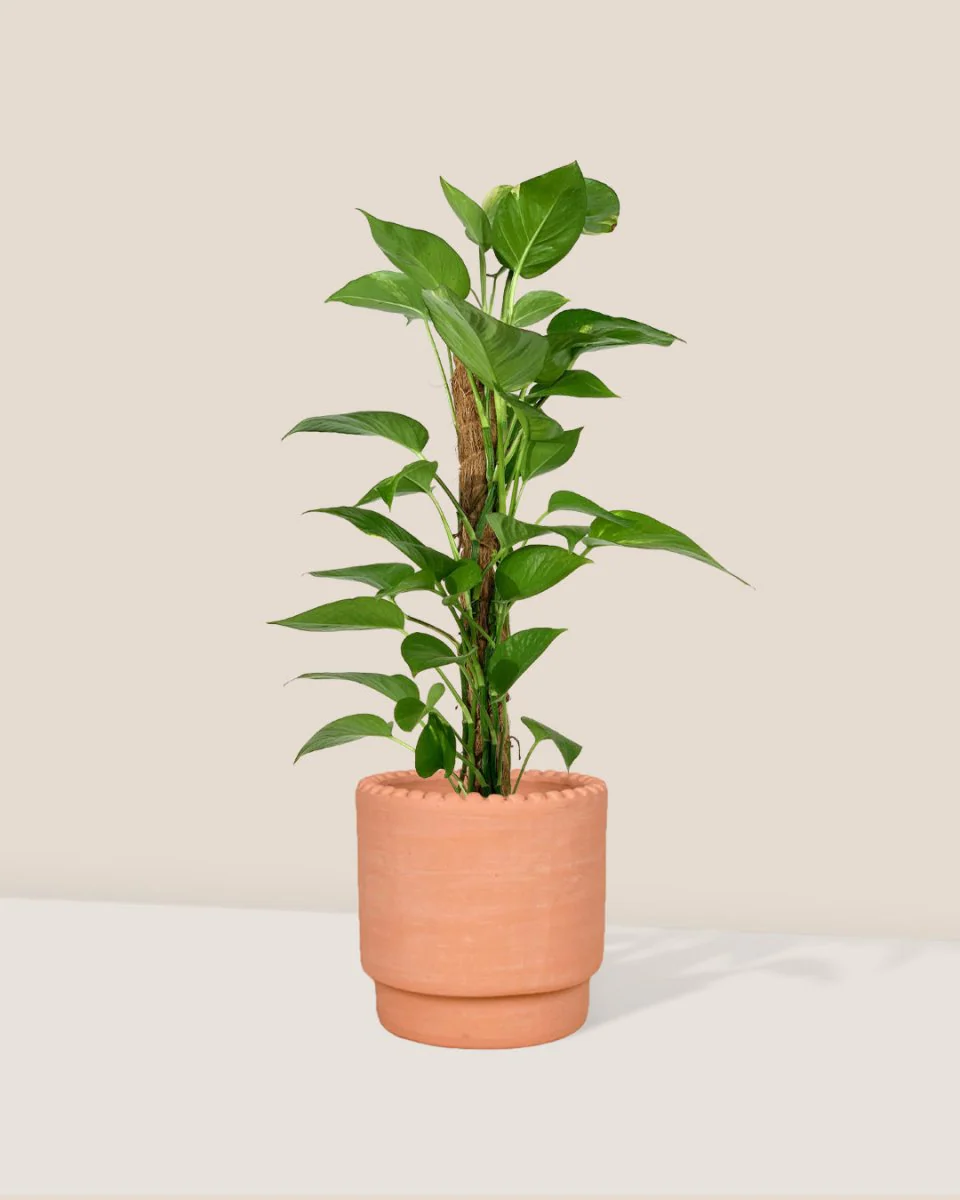 Epipremnum Aureum - Money Plant (Variegated) - Image 12