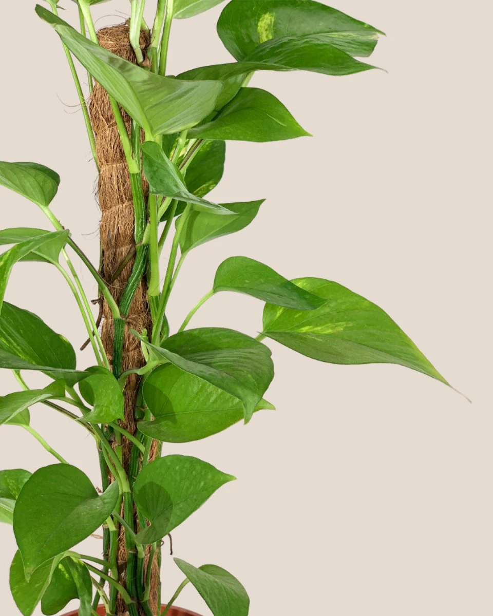 Epipremnum Aureum - Money Plant (Variegated) - Image 5
