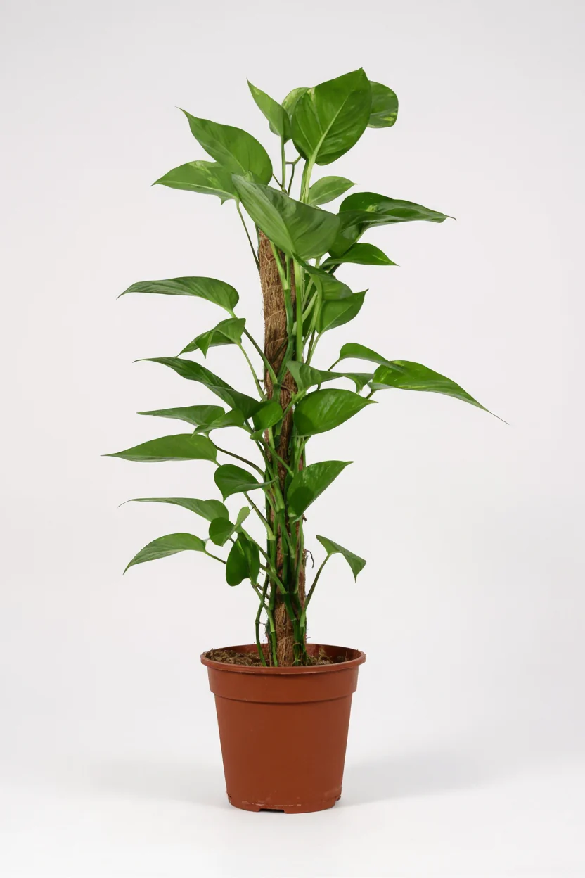 Epipremnum Aureum - Money Plant (Variegated) - Image 6