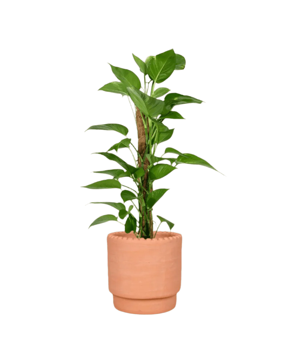 Epipremnum Aureum - Money Plant (Variegated) - Image 7