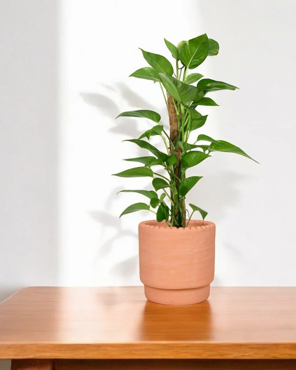 Epipremnum Aureum - Money Plant (Variegated) - Image 8