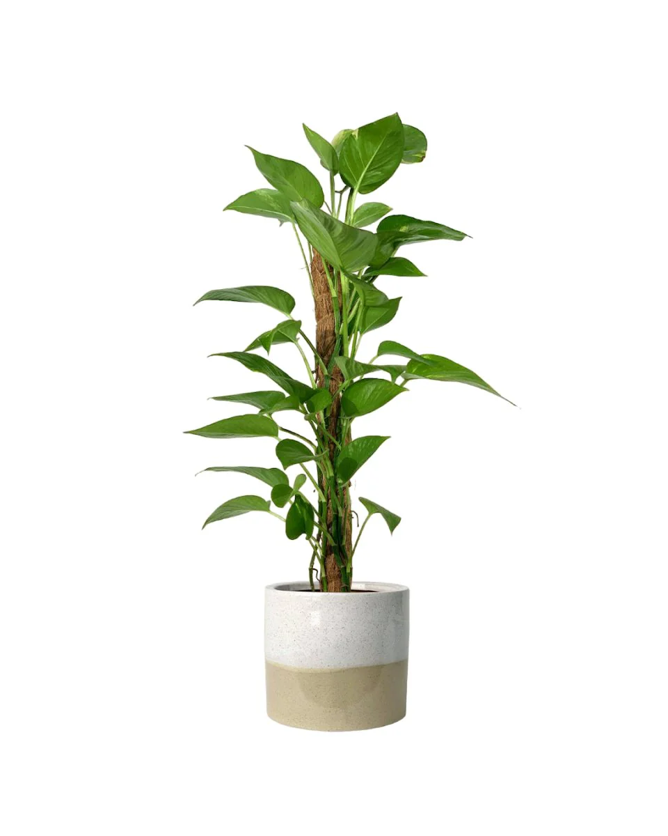 Epipremnum Aureum - Money Plant (Variegated) - Image 9