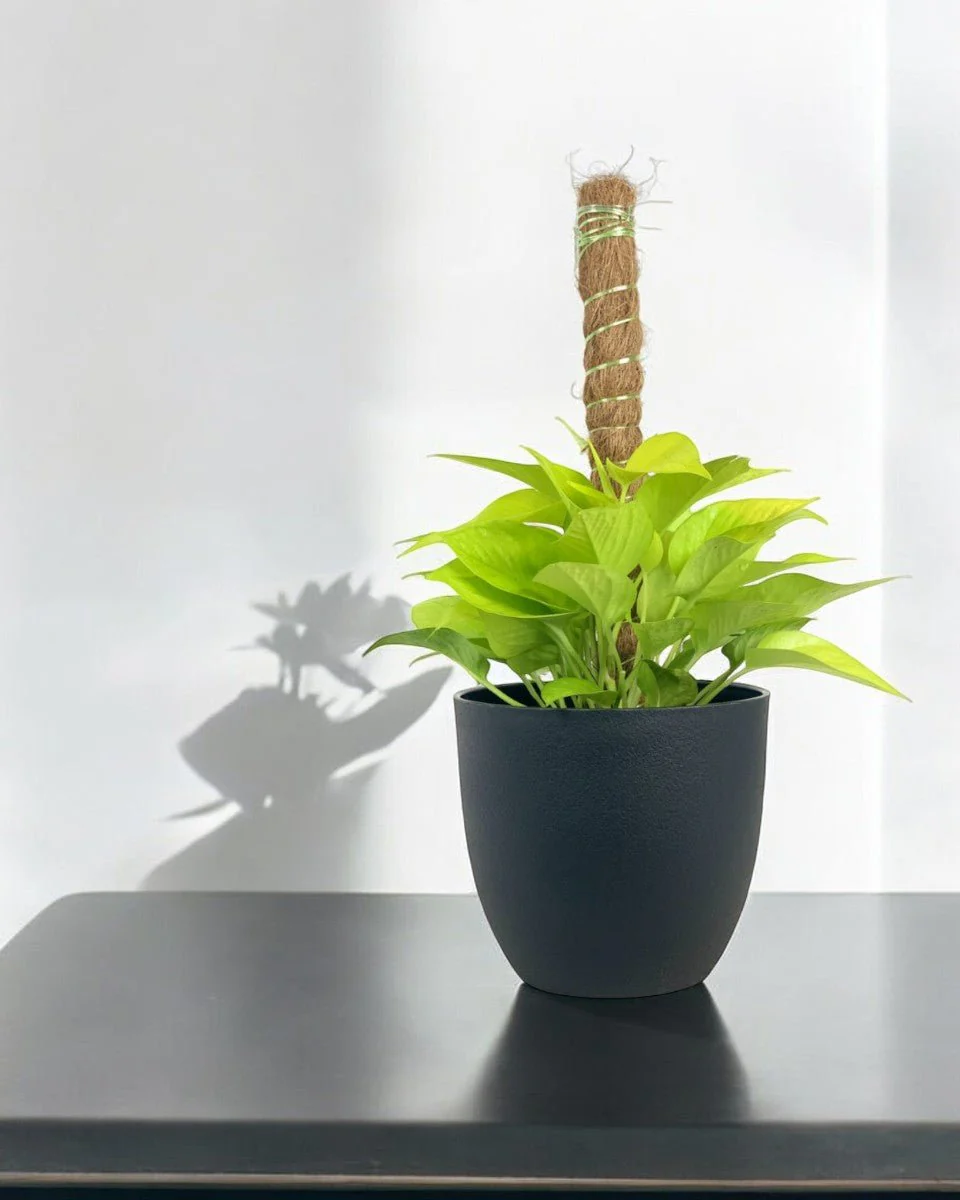 Epipremnum Aureum Neon Plant (0.3m) - Image 2