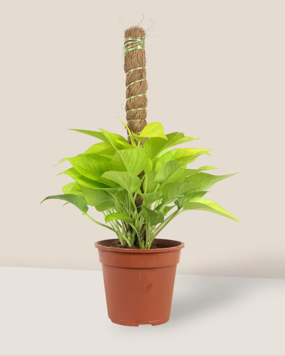 Epipremnum Aureum Neon Plant (0.3m) - Image 3