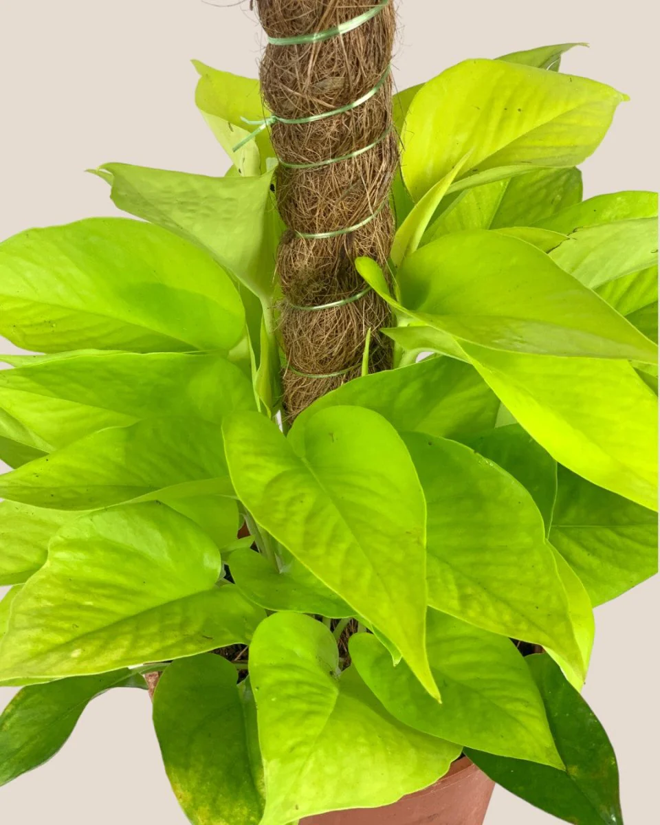 Epipremnum Aureum Neon Plant (0.3m) - Image 4