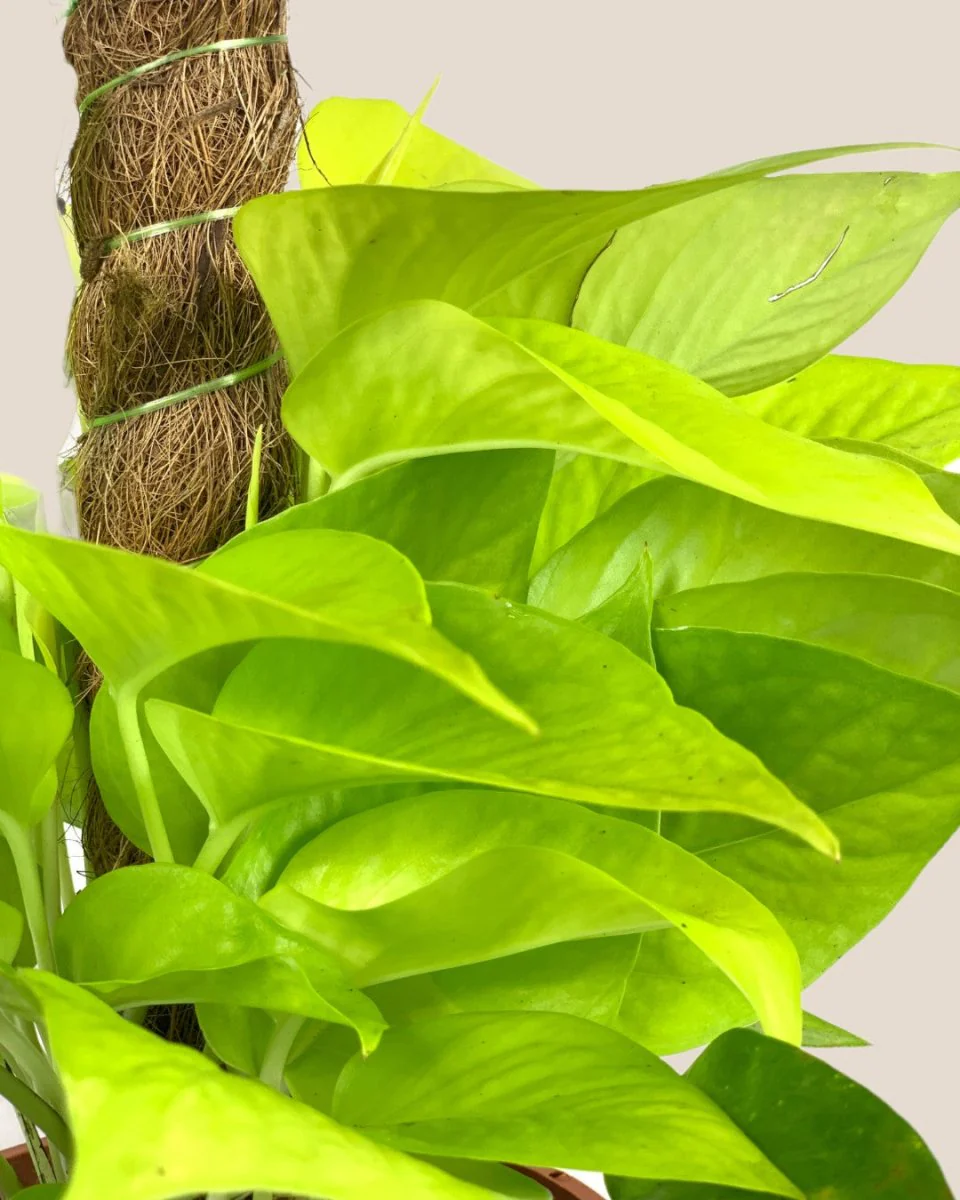 Epipremnum Aureum Neon Plant (0.3m) - Image 5
