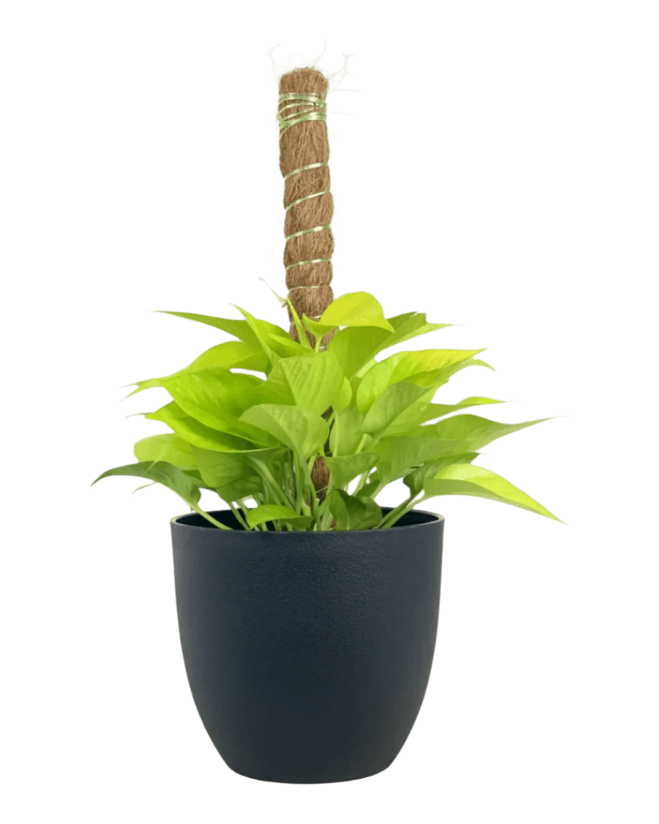 Epipremnum Aureum Neon Plant (0.3m) - Image 6